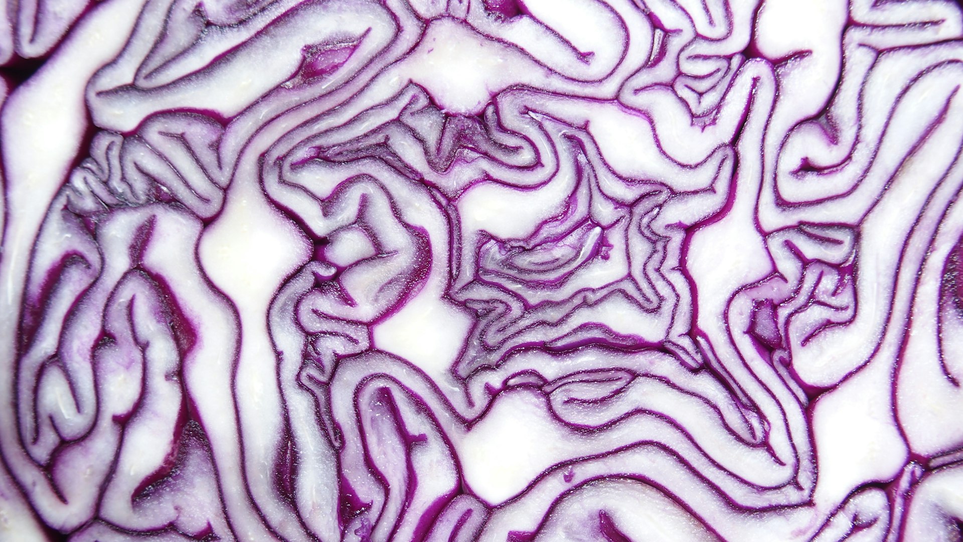 How Your Gut Microbiome Shapes Wellbeing: Essential Insights for Optimal Health